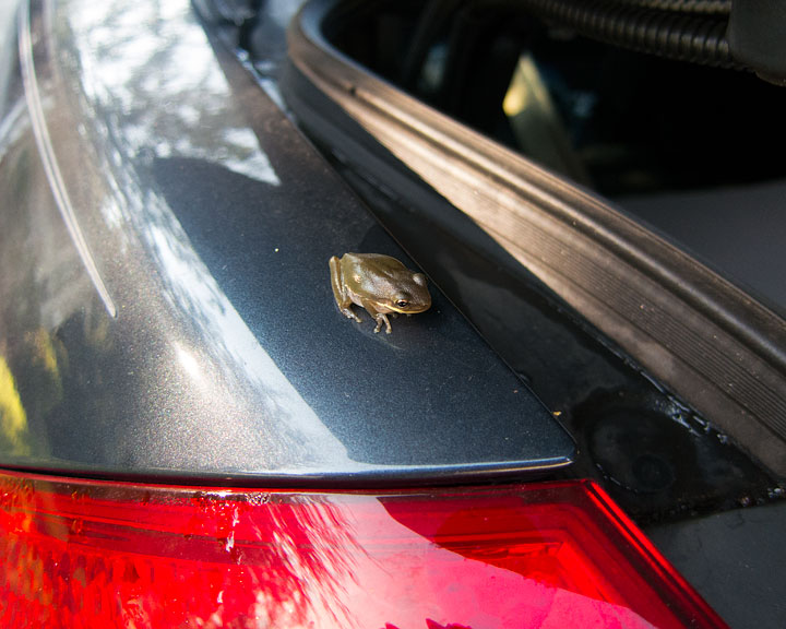 A little frog on the back bumper of a dark blue gray car. The red tail light is visible in the lower portion of the frame. The frog is facing the camera but pointed slight away from the camera. The frog is about an inch long and a dark green with its legs pulled up tight under it.