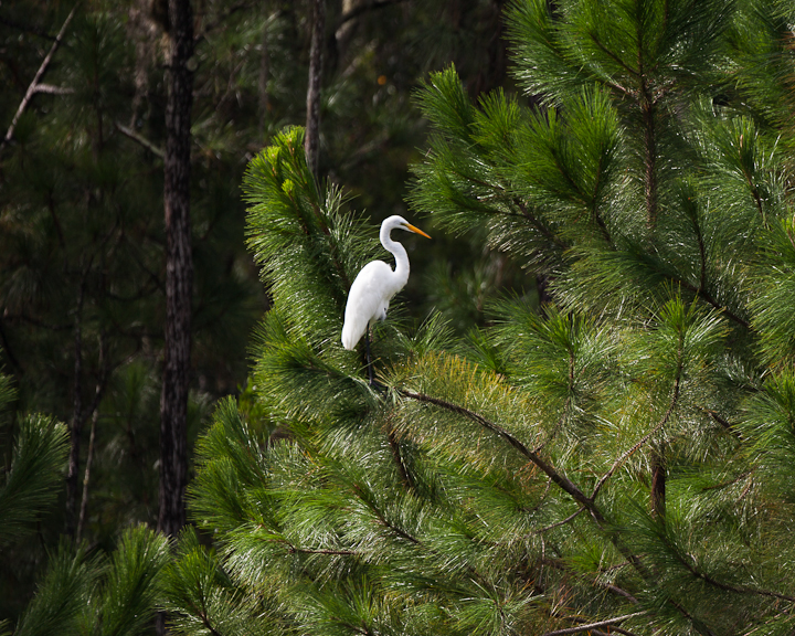 A white, snowy egret in the center of the frame perched on a pine tree in front of other trees. It's turned to the side and looking to the right of the frame.