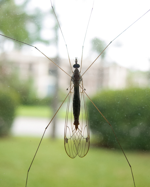 A close up photo of a crane fly on the outside of a window taken from inside and showing its belly. The six legs extend to the to the edges and top of the frame. Its eyes are little bulbs at the top leading to a long body that take up about half the lenght of the frame with translucent wings folded behind it that have brown lines marking the stronger structual parts. 