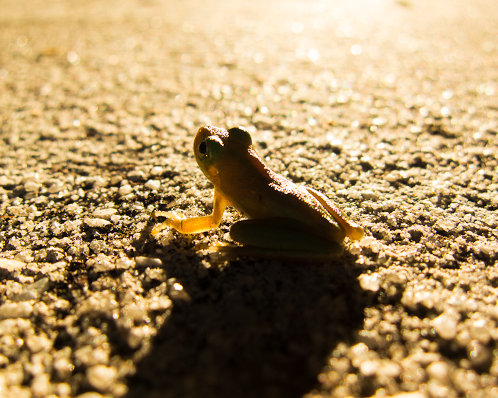 A Backlit Tree Frog