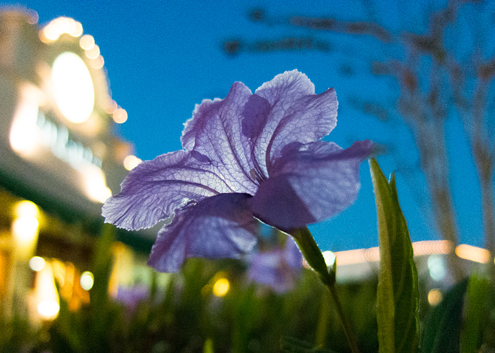 A close up photo of a purple flower shot from slightly below it and looking up. The backround is an out of focus entract to a Barnes and Nobel with a blue sky above it.