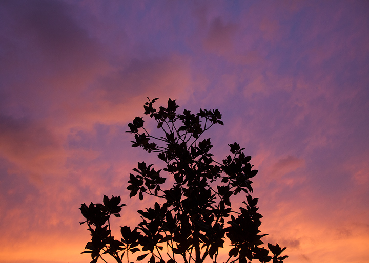 The top part of a magnolia tree backlit by orange and purple puffy clouds at sunset