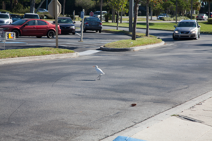 A small, snowy egret walking across the middle of a road by a parking lot. A few cars are parked behind it with another one further down the road stopped with driving towards the bird.