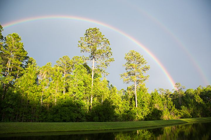 A photo of a double rainbow. The forground of the image is a pond sloping up and to the right in front of a stand of trees. The rainbows extend just over the trees with a few taller ones reaching up above the rest towards the arc of the rainbow.