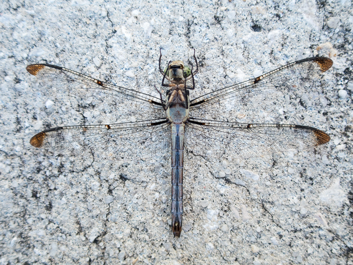 A top down view of a dragon fly on a light colored sidewalk. The dragon fly is upside down with legs sticking up. The belly is a light blue color with a darker blue streak extened up the middle. The two pairs of wings are extended outward. They are mostly transparent with light brown and black coloring at the edges and tips.